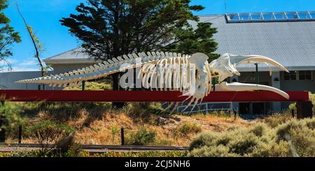 Walskelett in der Nähe des Öko-Zentrums in Puerto Madryn, Chubut, Argentinien, Südamerika Stockfoto