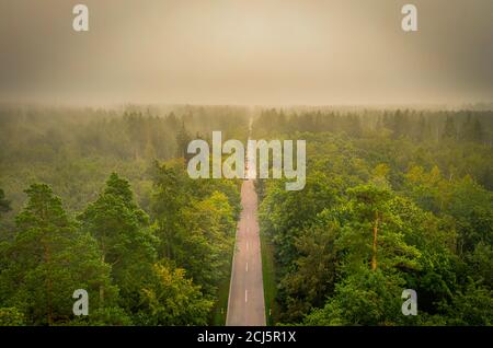 Gerade durch einen nebligen Wald - Drohnenblick am Morgen über eine Straße in bayern, deutschland. Stockfoto