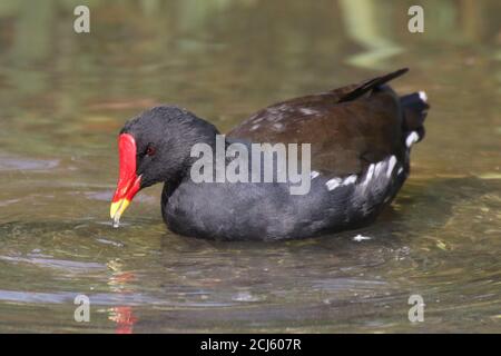 Ein gewöhnlicher Moorhen, auch bekannt als Waterhen, Swamp Chicken, oder einfach nur Moorhen (Gallinula chloropus), am Bingham's Pond in Glasgow. Stockfoto