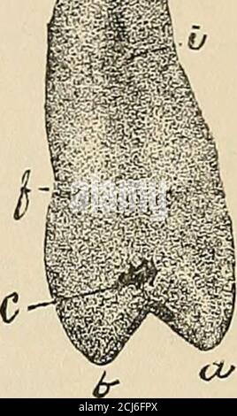 . Deskriptive Anatomie der menschlichen Zähne . ^. Abb. 39. Stockfoto