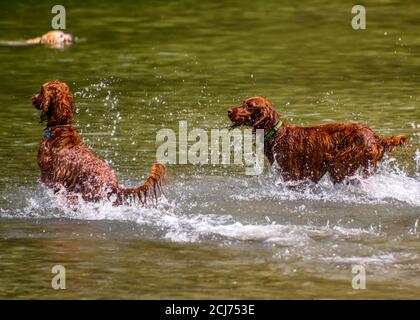 Bezaubernde irische Setter, die im Wasser spielen und das warme Wetter genießen. Viel Wasser spritzt herum. Hunde laufen und springen, um den Ball zu fangen Stockfoto