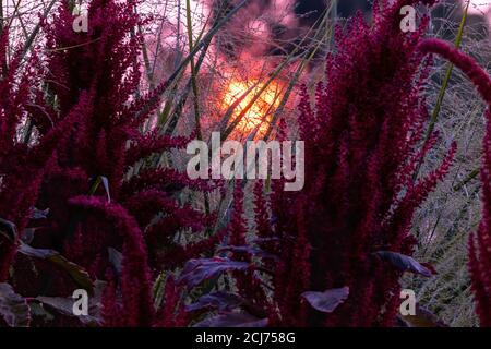 Der warme Schein der untergehenden Sonne, rot von den jüngsten Waldbränden, fließt durch zwei Amaranthus Red Spike Pflanzen in Colorado. Stockfoto