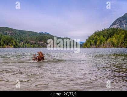 Bezaubernde irische Setter, die im Wasser spielen und das warme Wetter genießen. Viel Wasser spritzt herum. Schöne Berge im Hintergrund Stockfoto