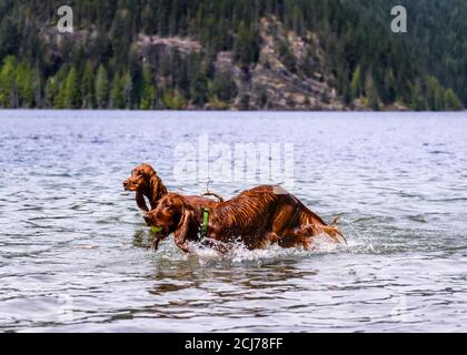 Bezaubernde irische Setter, die im Wasser spielen und das warme Wetter genießen. Viel Wasser spritzt herum. Hunde laufen und springen, um den Ball zu fangen Stockfoto
