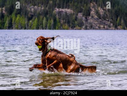 Bezaubernder irischer Setter, der im Wasser spielt und das warme Wetter genießt. Viel Wasser spritzt herum. Hund läuft und springt mit Ball in seiner mou Stockfoto