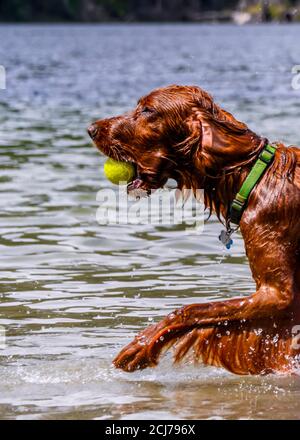 Bezaubernder irischer Setter, der im Wasser spielt und das warme Wetter genießt. Viel Wasser spritzt herum. Hund läuft und springt mit Ball in seiner mou Stockfoto