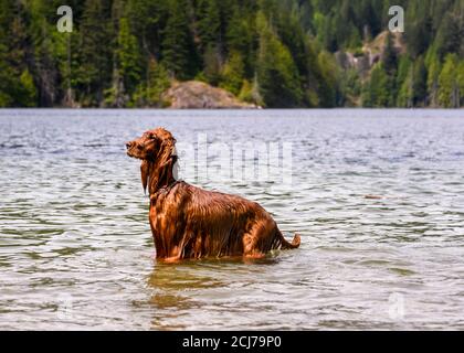 Bezaubernder irischer Setter, der im Wasser spielt und das warme Wetter genießt. Der rote Hund wartet auf den Ball und steht im See Stockfoto
