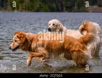 Entzückende Hunde spielen im Wasser und genießen das warme Wetter. Zwei Hunde, die im See herumlaufen. Eine orange und eine weiße Stockfoto