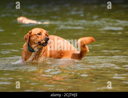 Entzückender Hund, der im Wasser spielt und das warme Wetter genießt. Viel Wasser spritzt herum als dieser orange Hund läuft und springt während fetchi Stockfoto