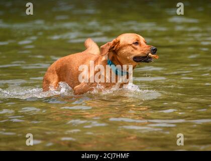 Entzückender Hund, der im Wasser spielt und das warme Wetter genießt. Viel Wasser spritzt herum als dieser orange Hund läuft und springt während fetchi Stockfoto