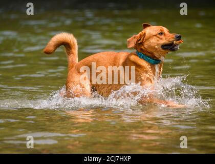 Entzückender Hund, der im Wasser spielt und das warme Wetter genießt. Viel Wasser spritzt herum als dieser orange Hund läuft und springt während fetchi Stockfoto