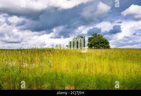 Ländliche Sommerlandschaft mit zwei Bäumen nebeneinander In der Mitte einer breiten Wiese mit hohen üppigen Grünes Gras als Symbol der Vereinigung von zwei Stockfoto