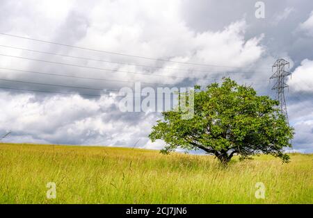 Ländliche Sommerlandschaft mit einem alten, verzweigten Baum Die Mitte einer breiten Wiese mit hohem saftigem Grün Gras als Symbol der Einsamkeit auf der BA Stockfoto