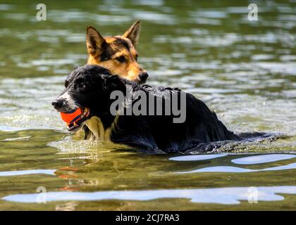 Entzückende Hunde spielen im Wasser und genießen das warme Wetter. Dieser schwarze Hund holt seinen Ball. Deutscher Schäferhund im Hintergrund Stockfoto