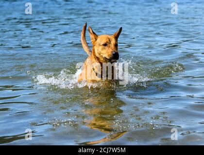 Entzückender Hund, der im Wasser spielt und das warme Wetter genießt. Viel Wasser spritzt herum, als dieser orange Hund läuft und springt Stockfoto