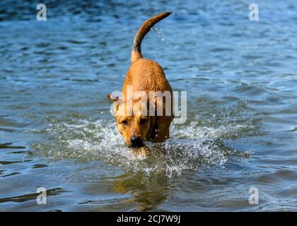 Entzückender Hund, der im Wasser spielt und das warme Wetter genießt. Viel Wasser spritzt herum, als dieser orange Hund läuft und springt Stockfoto