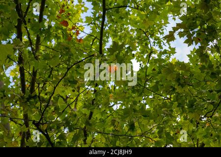 Acer Platanus Bäume Laub beginnt im Ende fallen Sommer Stockfoto