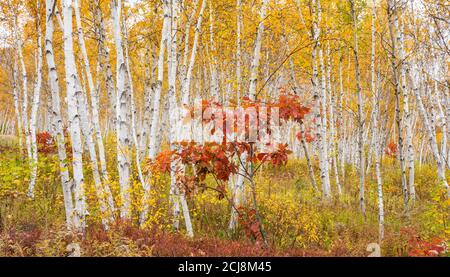 Kleine Eiche im Herbst Birkenwald, Kivi Park, Sudbury, Ontario, Kanada. Stockfoto