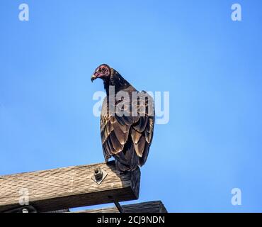 Turkey Vulture (Cathartes Aura) in Sepulveda Wildlife Sanctuary CA USA Stockfoto