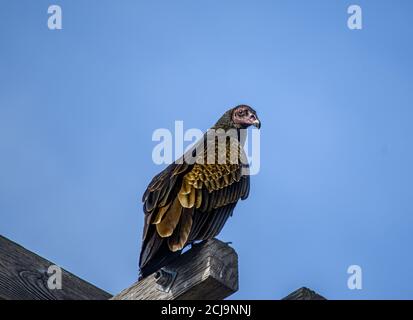 Turkey Vulture (Cathartes Aura) in Sepulveda Wildlife Sanctuary CA USA Stockfoto