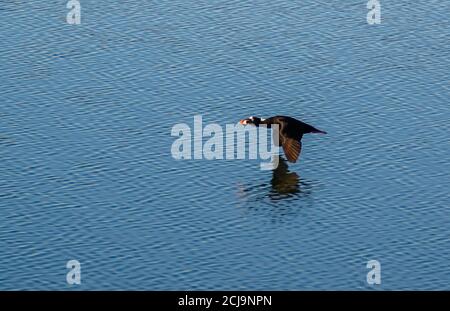 Surf Scoter (Melanitta perspicillata) in Bolsa Chica Ecological Reserve CA.USA Stockfoto