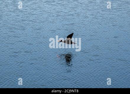 Surf Scoter (Melanitta perspicillata) in Bolsa Chica Ecological Reserve CA.USA Stockfoto