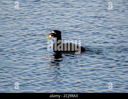 Surf Scoter (Melanitta perspicillata) in Bolsa Chica Ecological Reserve CA.USA Stockfoto