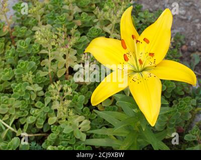 Gelbe Lilienblume im Sommergarten mit verschwommenen Pflanzen und Blumen auf dem Hintergrund. Geringe Schärfentiefe. Draufsicht. Stockfoto