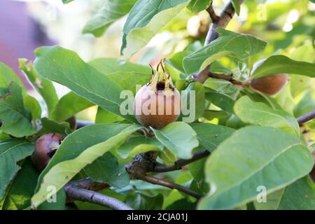 Nahaufnahme eines Medlar-Baumbusches Stockfoto