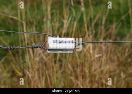 Nahaufnahme eines Bleiisolators an einem elektrischen Zaun Stockfoto