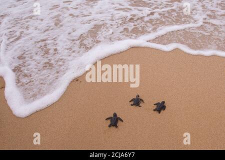 Grüne Schildkröte (Chelonia mydas), nachdem sie auf ihrer ersten gefährlichen Reise zum Mittelmeer geschlüpft war. Fotografiert in Israel im August Stockfoto