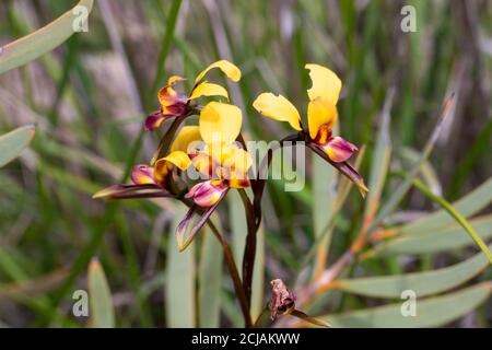 Die schönen gelb/orangen Blüten der Donkey Orchid Diuris tinkeri östlich der Jurien Bay in Westaustralien, Frontalansicht Stockfoto