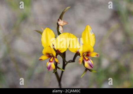 Die schönen gelb/orangen Blüten der Donkey Orchid Diuris tinkeri östlich der Jurien Bay in Westaustralien, Frontalansicht Stockfoto