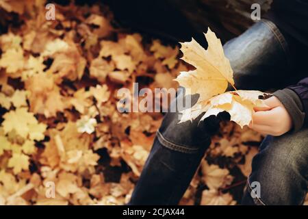 Teen junge hält goldene Ahornblätter. Spaziergang im Park am Herbsttag Stockfoto