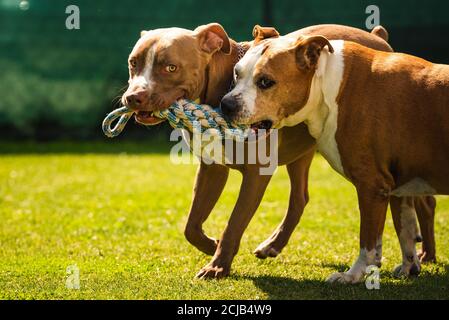 Zwei Hunde amstaff Terrier spielen tog des Krieges draußen. Jung und alt Hund Spaß im Hinterhof. Stockfoto