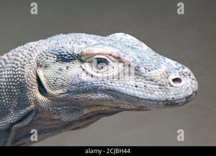 Komododrache (Varanus komodoensis) im Prager Zoo, Tschechische Republik Stockfoto