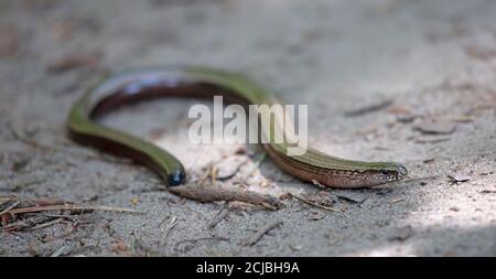 Slowworm aka Slow Worm oder Blindworm, Anguis fragilis Stockfoto