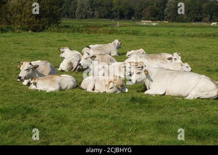 Weiße Kühe auf der Wiese. Weidelandschaft in den Niederlanden in der Nähe des Dorfes Bergen. September, Sommer Stockfoto