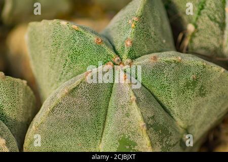 Nahaufnahme des Astrophytum myriostigma Kaktus. Natürlicher Hintergrund. Stockfoto