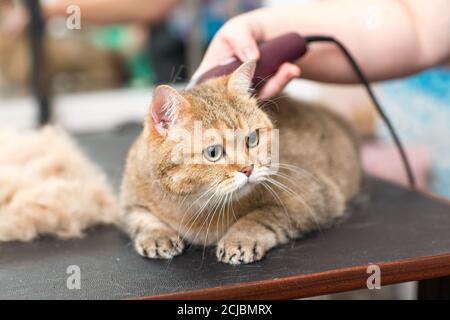 Pflege von Katzen und Haustieren im Schönheitssalon. Stockfoto