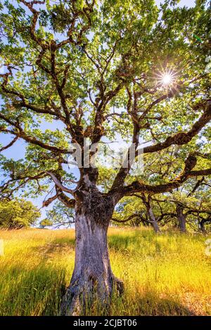 Eine Eiche steht im Sonnenlicht in Nordkalifornien, USA. Stockfoto