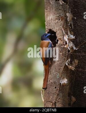 Ein wunderschöner männlicher Malabar Trogon (Harpactes fasciatus), der an der Seite eines Nistlochs hängt, während er von angestrahltem Licht beleuchtet wird. Stockfoto