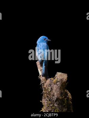 Ein schöner Nilgiri-Fliegenfänger (Eumyias albicaudatus), auf einem thronenden und dunkelschwarzen Hintergrund. Stockfoto