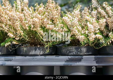 Erica darleyensis - eine der ersten Frühlingspflanzen. Weiße Heidekraut-Blüten aus nächster Nähe Stockfoto