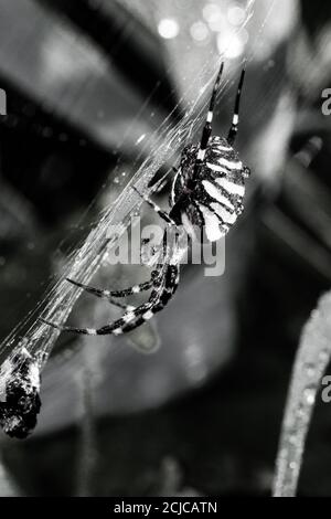 Das dramatische Foto der taubedeckten Wespenspinne (Argiope bruennichi) Warten auf seinem Netz in den Gräsern in der versteckt Suffolk-Fenland Stockfoto
