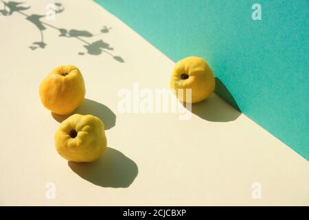 Herbstlich reife gelbe Quitten-Früchte auf minzgrünem und gelbem Schichtpapier. Minimalistischer Stil, fallweise Hintergrund, isometrische Ansicht mit Schatten von den Früchten Stockfoto