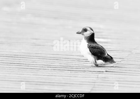 Schwarz-Weiß-Bild des schwarz-weißen Pufflings (Fratercula arctica) auf dem Holzweg rund um die Farne-Inseln Stockfoto