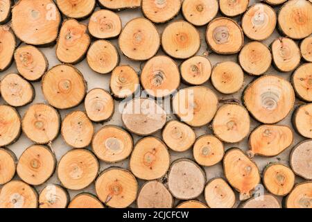Holzstruktur Hintergrund. Viele Rundhölzer. Stockfoto