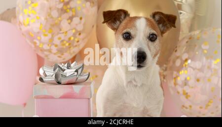 Hund mit braunem und weißem Fell steht in der Nähe Geburtstagspack Schließen Stockfoto