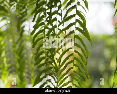 Tiger Farn, LOMARIOPSIDACEAE, Nephrolepis sp. Kultiviert in Zierpflanzen im Garten gepflanzt, hängende Topfpflanzen. Nephrolepis exaltata (L.) Schott Stockfoto